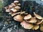 Aranysárga lánggomba (Gymnopilus junonius), Budai-hegység